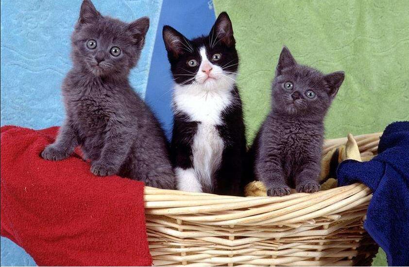 东信达新增客户酷特宠物:宠物也需要智能化呵护